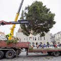 Управа Кесклинн посадит десяток молодых дерьев, чтобы восполнить утрату рождественской ели