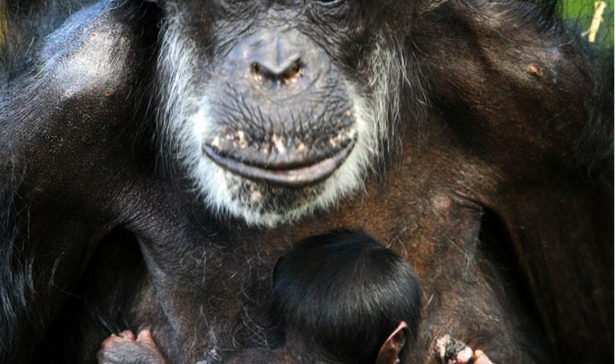 Šimpans lapsega