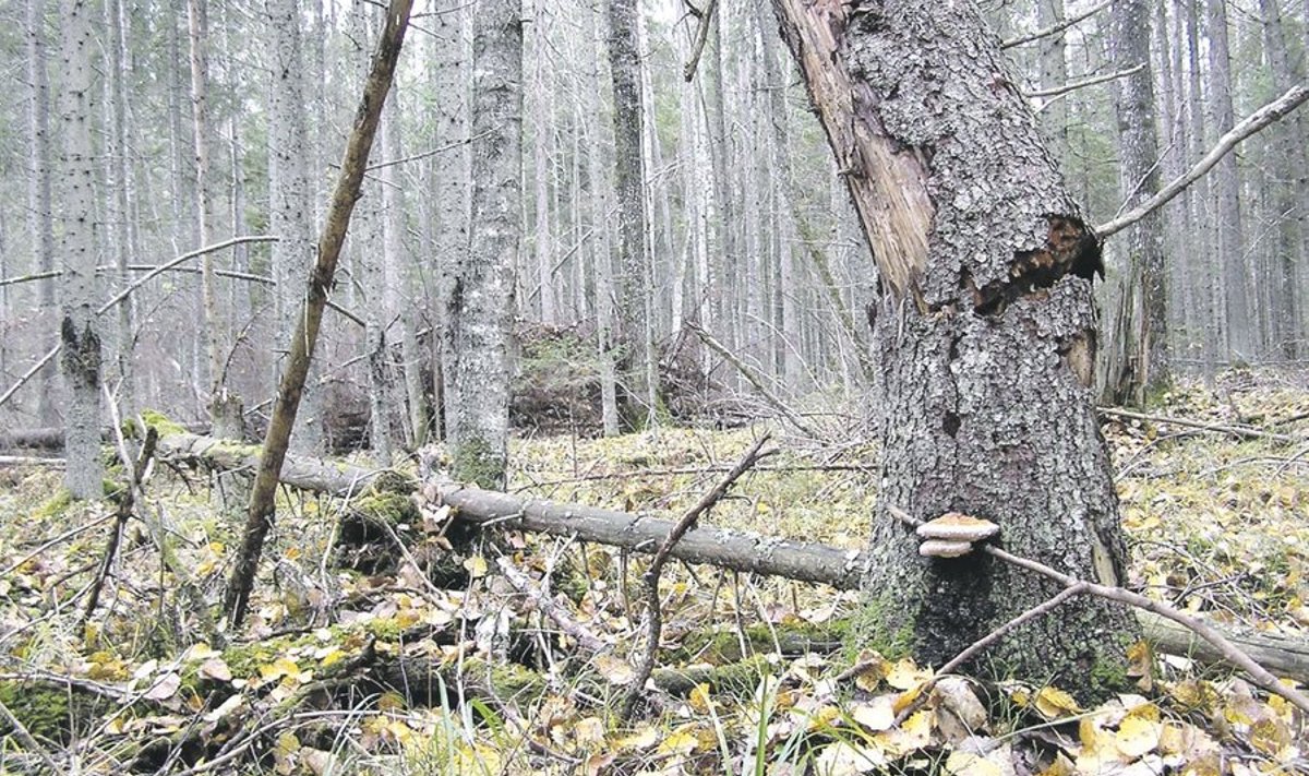 Range kaitserežiimiga metsas on inimtegevus keelatud. Foto. Viio Aitsam