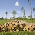 Kas Eesti metsandus on jätkusuutlik?
