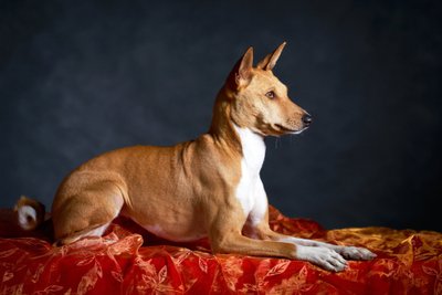 Basenji