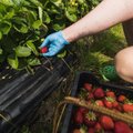 Maksuamet korraldab maasikapõllul kontrolle