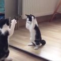 Naerutav VIDEOKLIPP | Kass, kes esimest korda peegliga kohtus