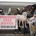 Menüüst välja! Koerad pugesid lõunakorealaste südamesse ja riik keelas koeralihatööstuse