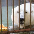 Nädal loomaaias: jääkaru Friida sünnipäev ja ninasarvik Kiogma vahetuvad piimahambad