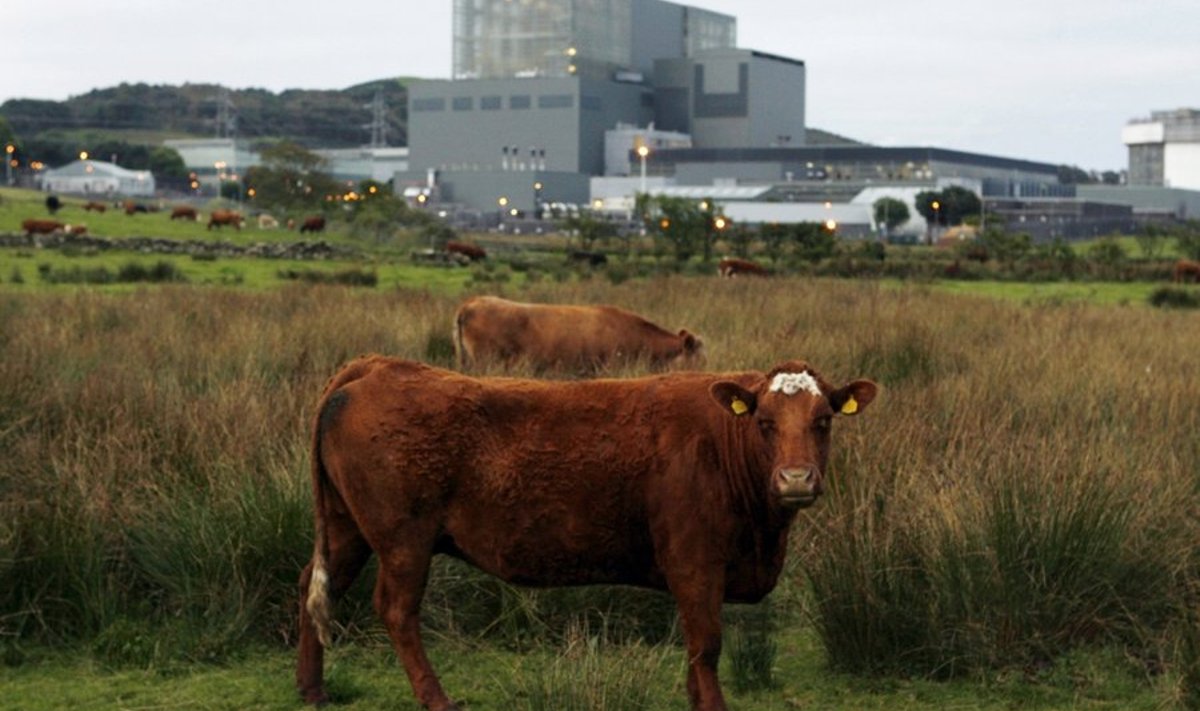 lehmad tuumajaama ees