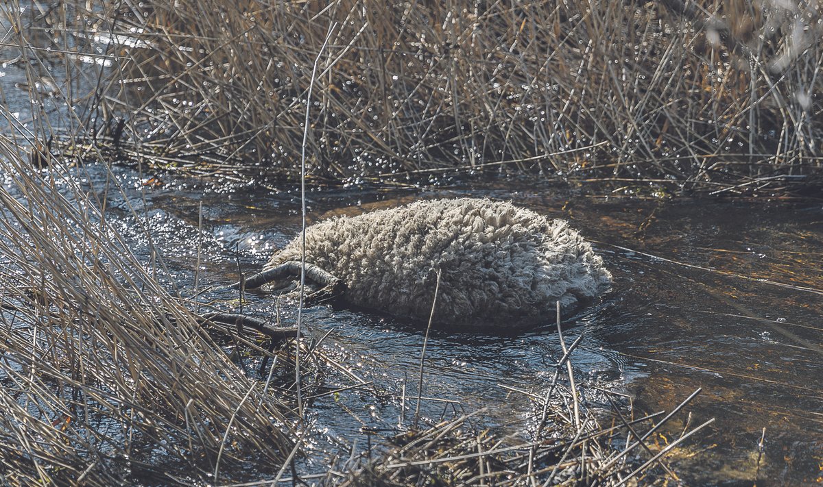 Maadevahe jões hulpinud surnud lambad jäid käesoleva nädala esmaspäeval ka Meie Maa kaamerasilma ette.