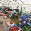 Maasikakasvatajad Eestimaisest tööjõust: küsimus pole isegi palgas, lihtsalt ei tulda