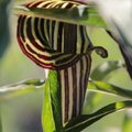 Eestiski saab kasvatada seda vägevat lille, mis maskeerib end ründavaks kobraks