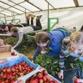 Malevanoori on tänavu rohkem kui eelmisel suvel: suur osa tõttab appi põllumeestele