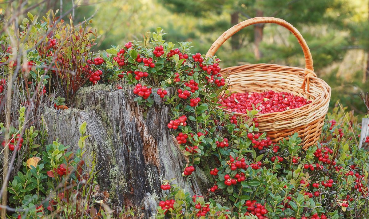 September ehk pohlakuu.