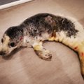 ФОТО И ВИДЕО | Тюлененок стал жертвой нападения собак