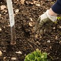 VIDEOD | Nipid, kuidas kevadel aiamulda väetada, et taimed saaksid kõhud täis