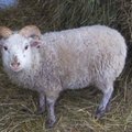 ВИДЕО | Борьба с депрессией с помощью животных: овцы и куры терапевтического центра приносят людям радость 