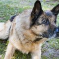 В Тарту провожают на заслуженный отдых полицейскую собаку по кличке Эрос