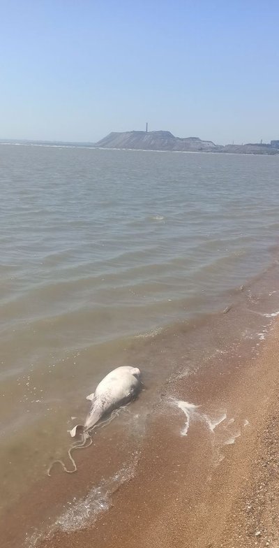 Surnud delfiin Aasovi meres