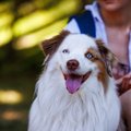 ГАЛЕРЕЯ | Нововведение для любителей четвероногих: теперь в эстонские музеи можно прийти с собакой! 