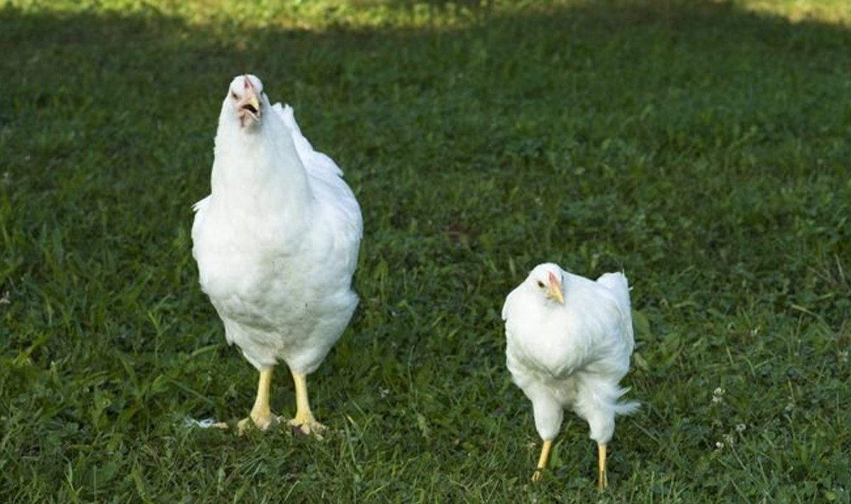 Курицы на футбольном поле