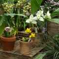 Viimaseid päevi võib botaanikaaias õitsevad orhideesid imetleda