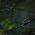 FOTOD | Loodusfotovõistluse "Vereta jaht" peaauhinna pälvis foto värbkakust