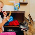 Laupäeval püstitatakse Eestis koerte hambapesurekord