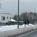 ВИДЕО | Два огромных лося гуляют по тротуару в Виймси