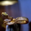 Остров Гуам — шведский стол для ненасытных змей