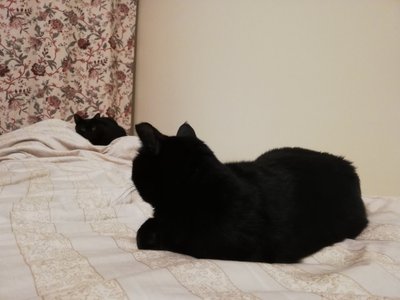 Mõlemale meeldib värskelt vahetatud voodipesul puhata.