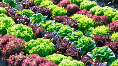 Kuidas kasvatada mahlast salatit nii peenral kui potis