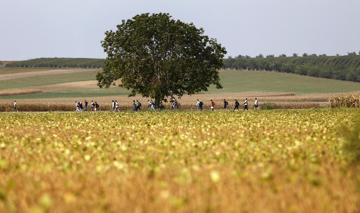 Põgenikud jalutavad Horvaatia põldude vahel