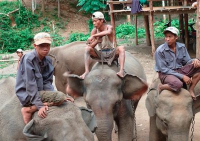 Kathari lähedal koolitatakse elevante metsatöölisteks.