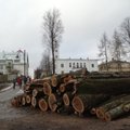 FOTO: Puuraie Viljandis on pannud elaniku linna kõrghaljastuse saatuse pärast muretsema