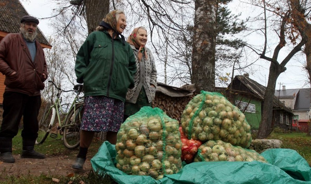 Peipsiääre sibulad ootamas reisi Rae valda