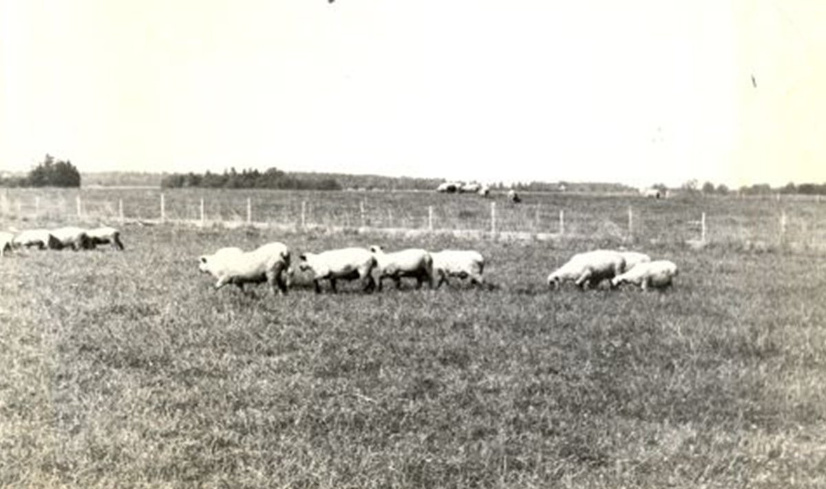 Helmuti patsiendid: Aravete kolhoosi lambakari 1975 aastal.