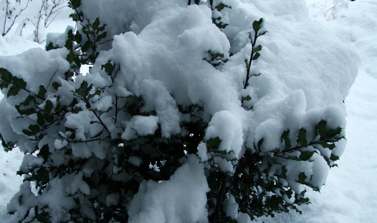 Et lumi oksi ei murraks, saputage see okstelt ettevaatlikult maha.