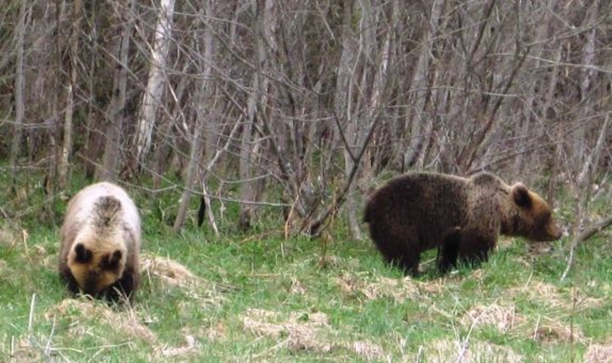 Karud Viljandi maantee ääres. Foto: Marju Heldema