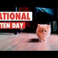 VIDEO | 2017 aaasta kõige nunnumad kassipoegade videod