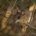 Kartmatu hiir ronis loodusfotograafile otse sülle: „Hoidsin vägisi naeru tagasi!“