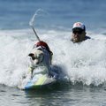 Neljajalgsed sõbrad lustisid surfivõistlusel