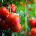 Mida arvavad spetsialistid tomatitaimedele mõeldud kuulsast vene dopingust?