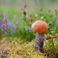 "Тихая охота": учимся отличать съедобный гриб от поганки