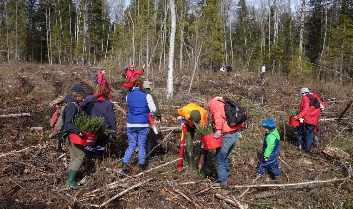 Talgu korras käib metsaistutamine kiiresti. See pilt on tehtud kevadel Põhja-Eesti Metsaühistu metsapäeval.