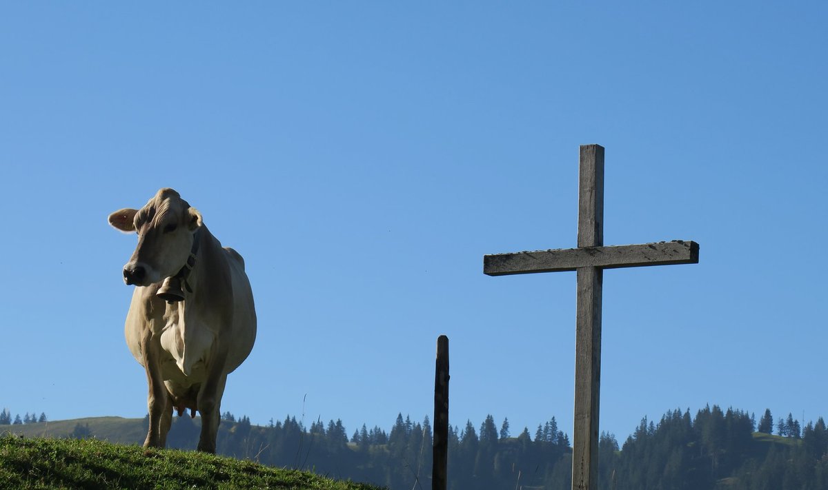 Šveitsi lehmad peavad oma vatsa täitma järskudel mäenõlvadel turnides.
