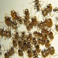 Aja tüütud tegelased minema: nõuanded, mille abil sipelgad eluruumidest eemale peletada