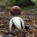 Завершился ли грибной сезон? Миколог рассказал о грибах, которые можно собирать и зимой