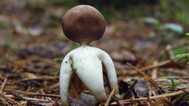 Завершился ли грибной сезон? Миколог рассказал о грибах, которые можно собирать и зимой