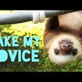 VIDEO: Laiskloomade 5 kuldaväärt nõuannet ilusaks eluks