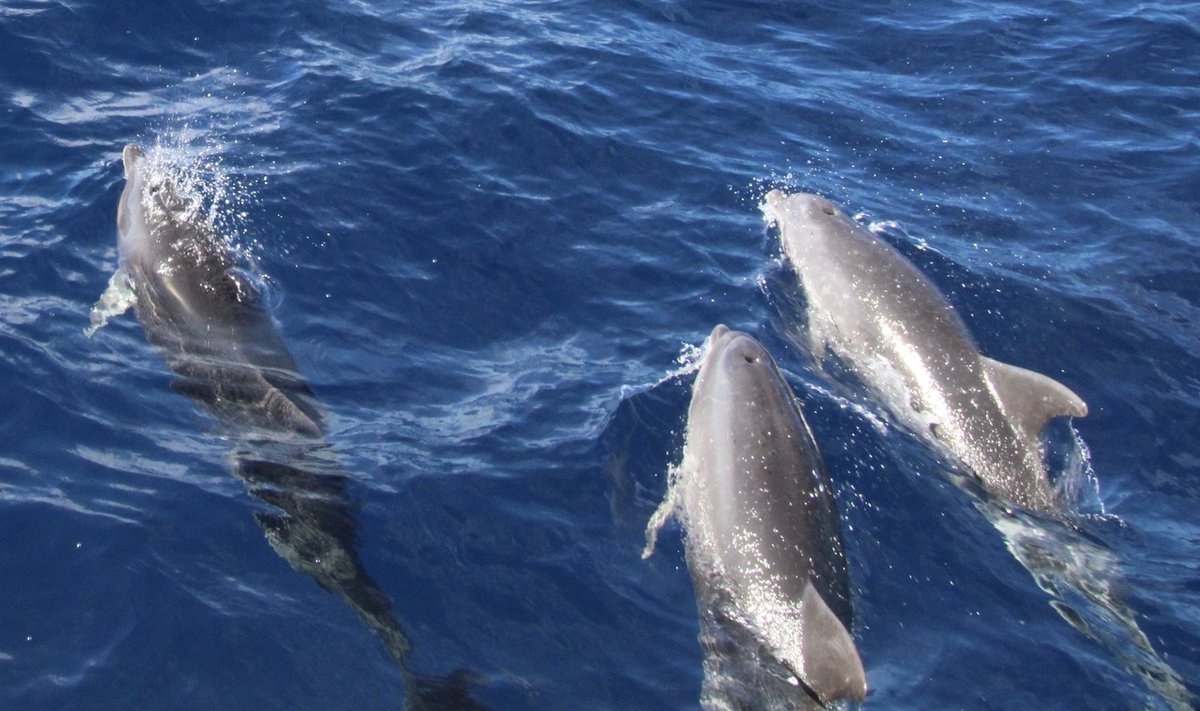 Laiksilm-delfiinid