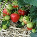 Üheksa näpunäidet, kuidas istutada maasikataimi