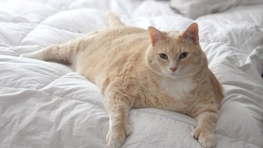 Paks kiisu - ilus kiisu? Kuidas aru saada, kas su kass on ülekaaluline?